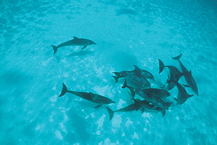 black aquarium fishes