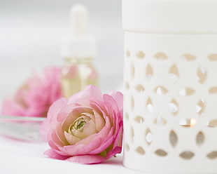 pink Ranunculus flower near white candle holder