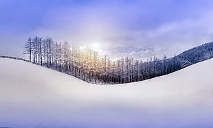 snow capped fine trees, snow, winter, seasons, landscape HD wallpaper