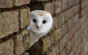 white owl, birds, animals, owl, bricks HD wallpaper