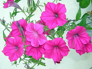 pink petaled flowers