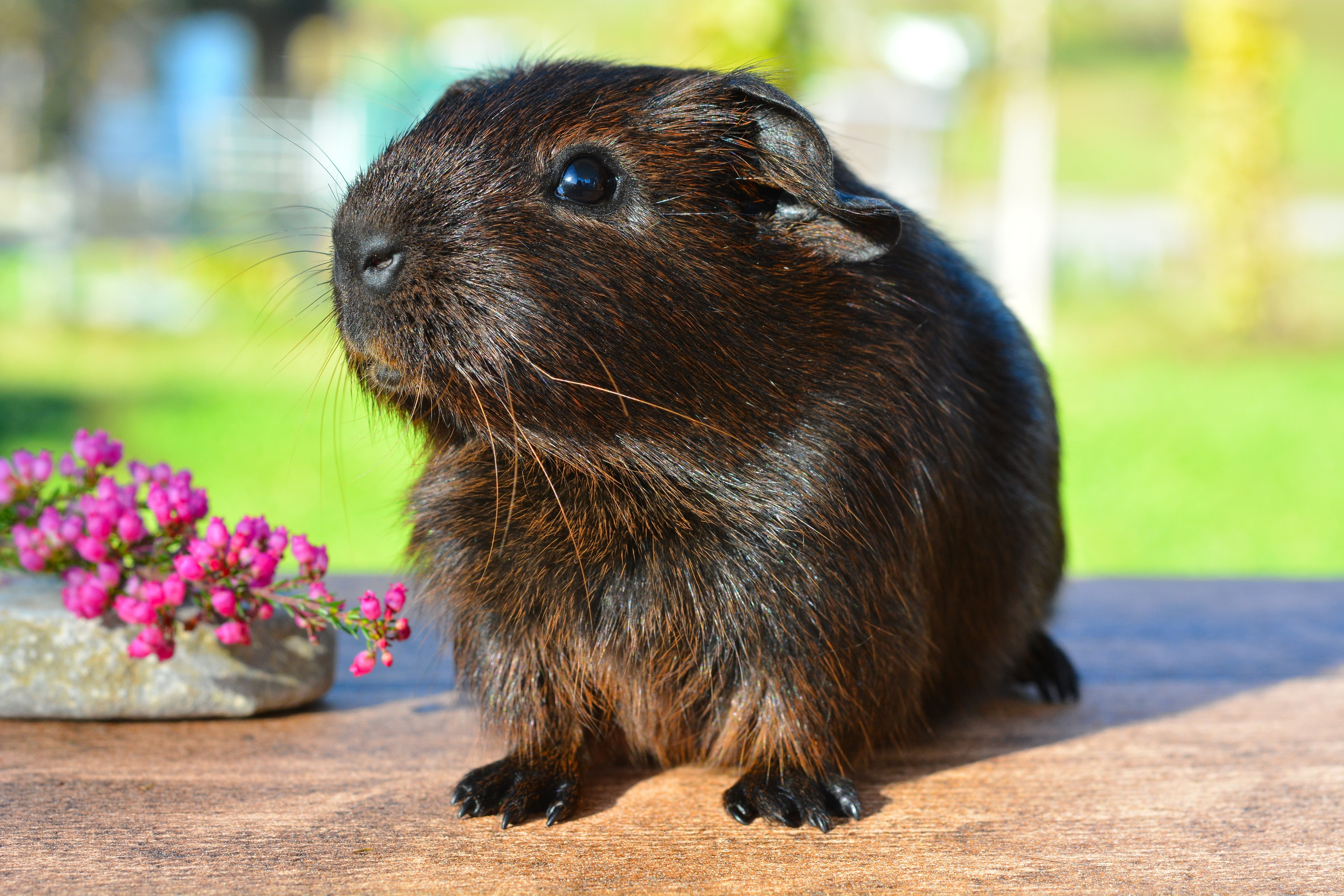 black and brown rabbit