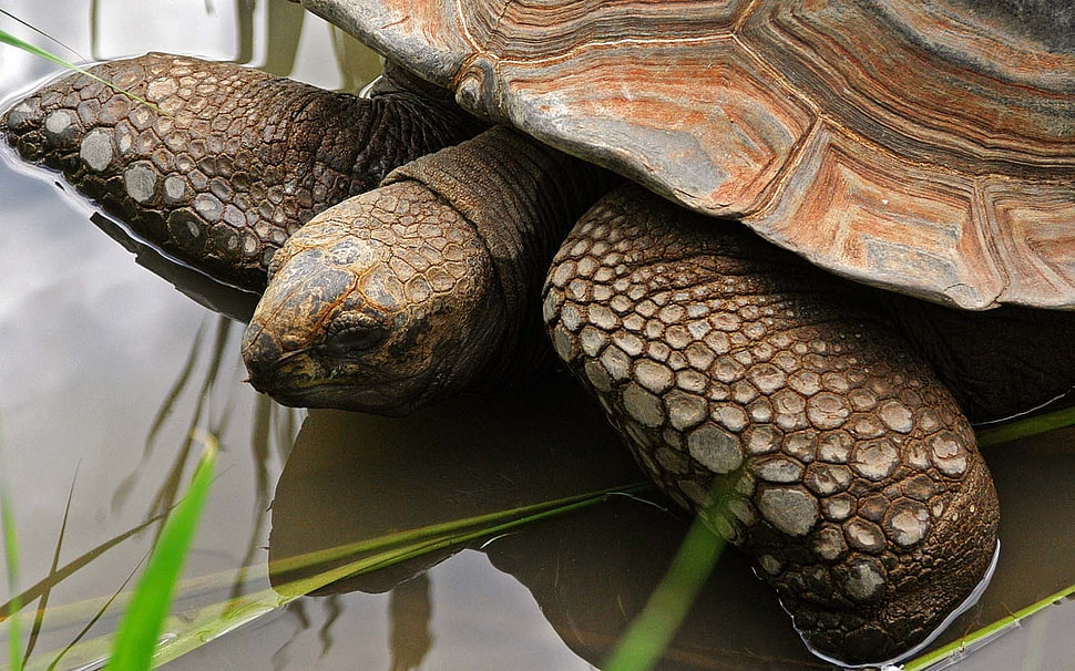 brown tortoise on body of water HD wallpaper