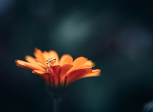 orange daisy flower and beige snail, animals, orange flowers, slug, closeup HD wallpaper