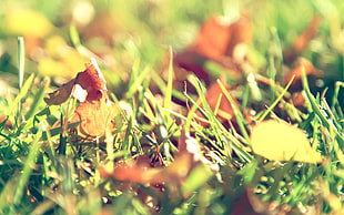 withered leaves on green grass HD wallpaper