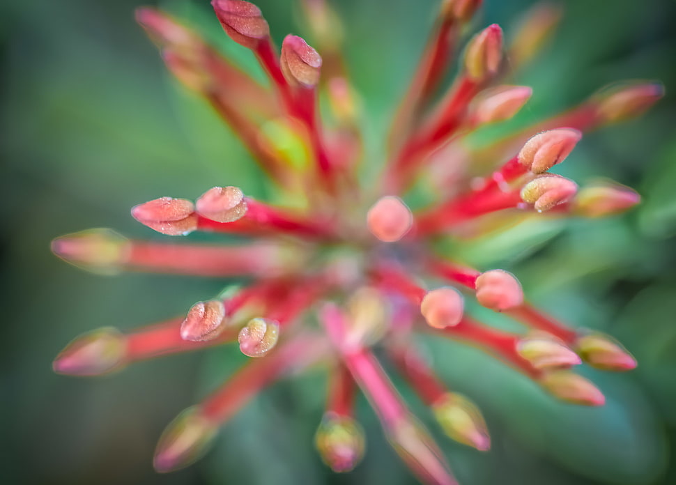 Selective Focus Photography Of Red Pistils Hd Wallpaper 