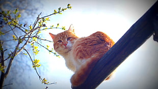 orange and white cat, animals, cat HD wallpaper