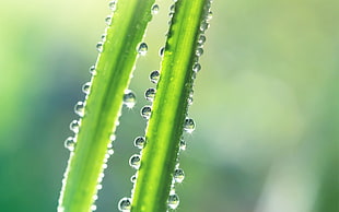 droplets of water on leaf focus photography HD wallpaper