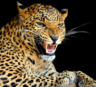 brow and black leopard, animals, jaguars