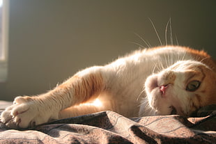 white and brown cat, cat, animals, sunlight, stretching HD wallpaper