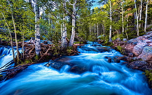 green forest trees near river time lapsed photography during daytime