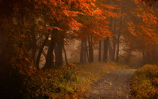 empty road near flowering tree