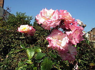 pink petaled flowers