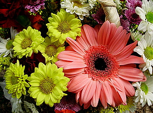 pink and yellow petaled flowers