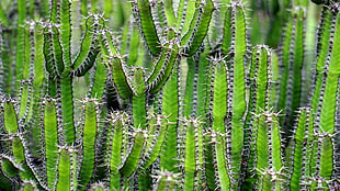 green cactus plants