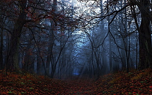 forest painting, leaves, trees, fall