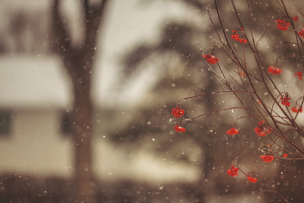 red petaled flower, trees, snow, nature HD wallpaper
