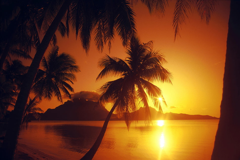 silhouette of palm tree near body of water at sunset HD wallpaper