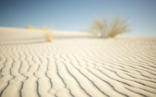 selective focus photography on sand