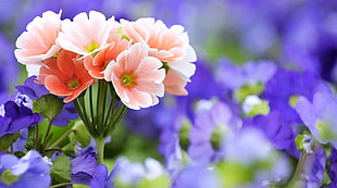 shallow focus photography of pink flower