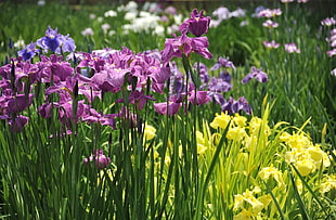 purple and green flowers