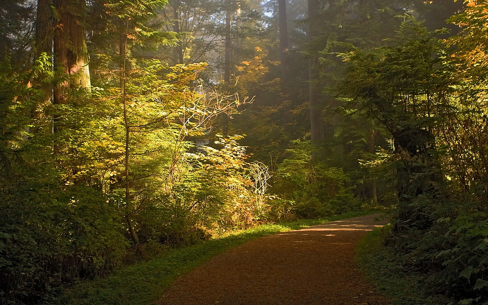 green leaf plants, nature, landscape, path, trees HD wallpaper