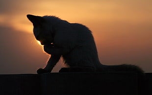 silhouette of kitten at golden hour HD wallpaper