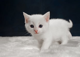 short-coated white kitten HD wallpaper
