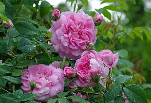 pink petaled flower close-up photo