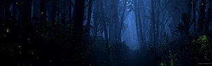forest, dark HD wallpaper