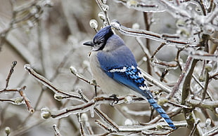 blue Northern Cardinal, ice, birds, blue, animals HD wallpaper