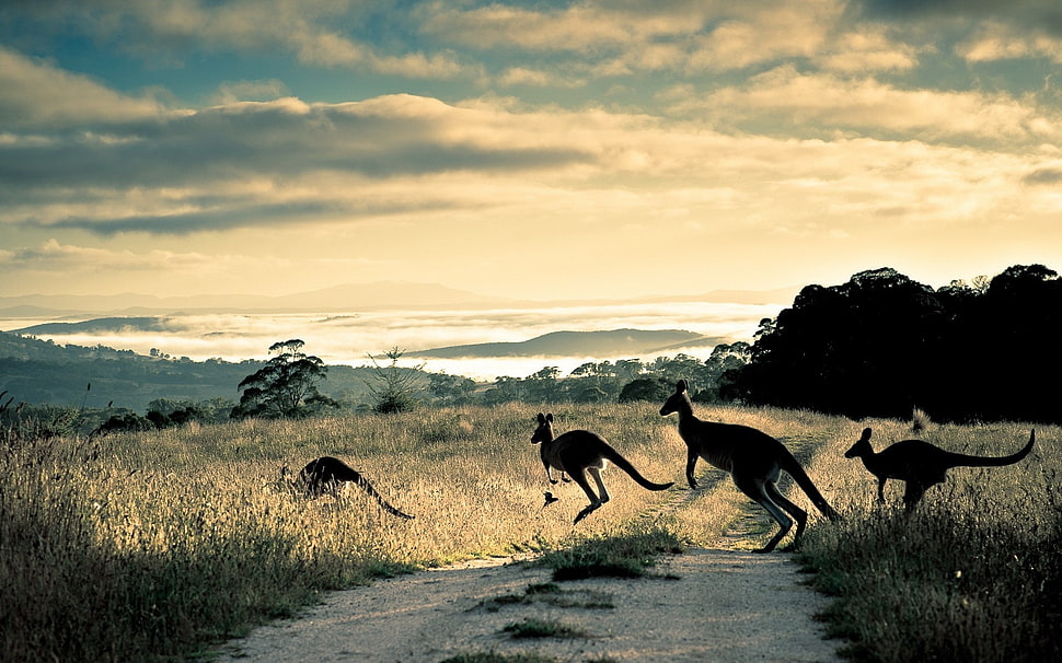 kangaroos on road HD wallpaper