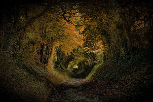 green leaf trees, England, nature, park, UK