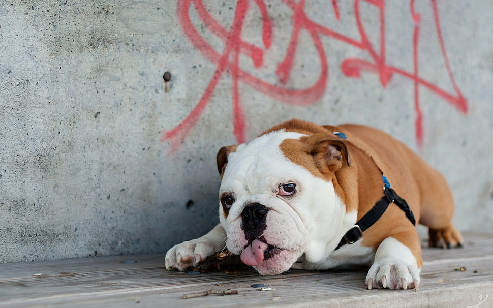 white and brown bulldog with black leash HD wallpaper