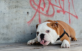 white and brown bulldog with black leash HD wallpaper