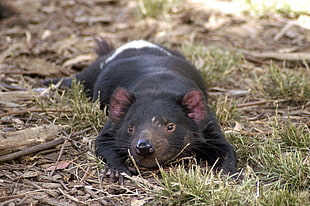 black and white fur animal laying down on green grass