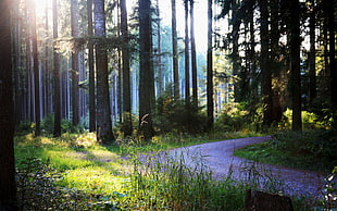 tree trunks, forest, trees, path, nature