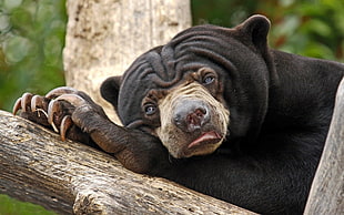 American Bear lying on tree branch