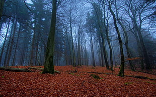 tall trees with fallen leaves on the ground HD wallpaper