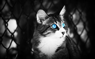 selective colors photography of cat HD wallpaper