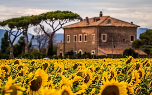 yellow sunflower field, depth of field, sunflowers, flowers, house