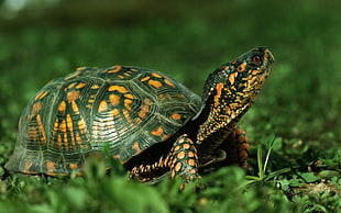 cherryhead tortoise walking on grass area closeup photography HD wallpaper