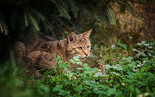 brown shorty coated cat