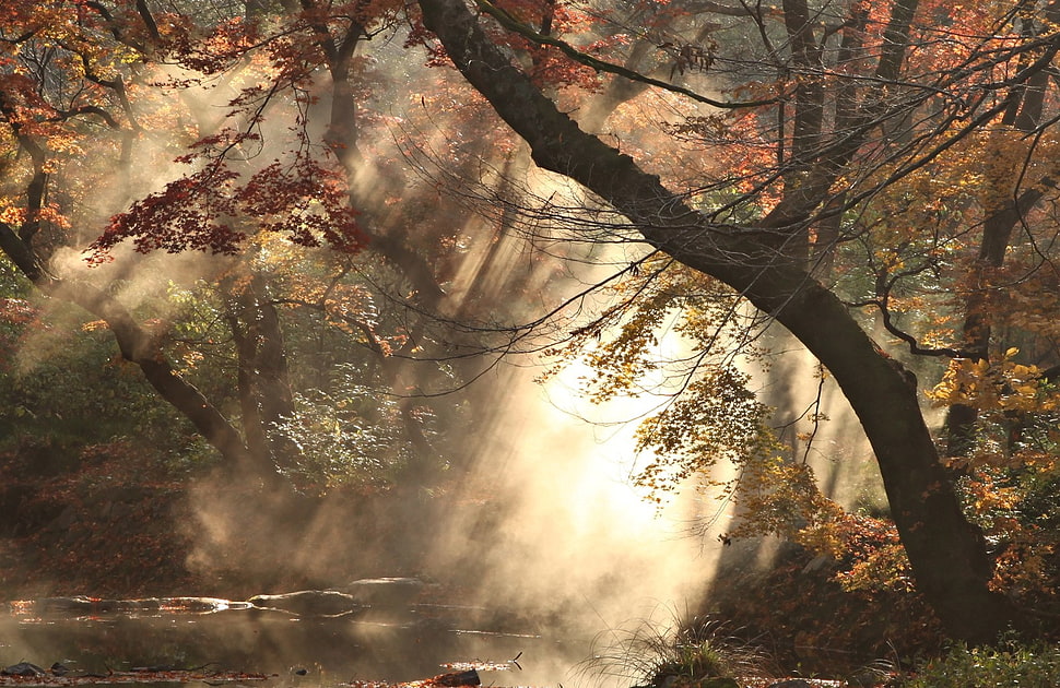 red leafed tree digital wallpaper, photography, nature, trees, smoke HD wallpaper