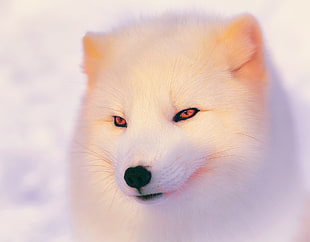 long-coat white wolf HD wallpaper