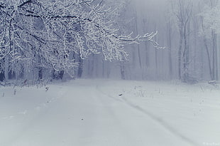 snowfield and forest, winter