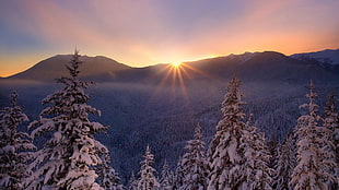 white snowy forest with sunlight