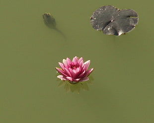 pink Lotus flower