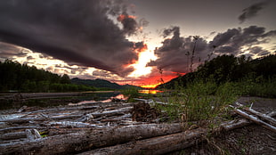 green leafed plant, nature, landscape, long exposure, sunset