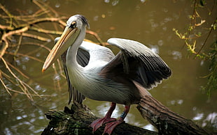 white and black Pelican perched on brown log HD wallpaper